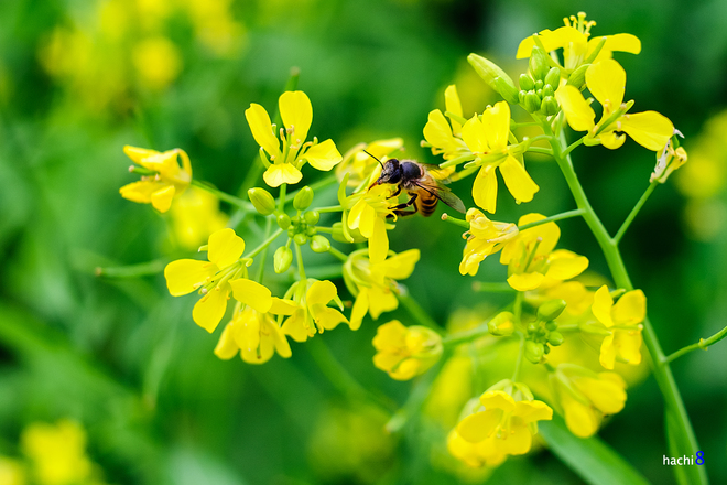 Màu vàng rực cùng mùi thơm ngai ngái đã thu hút ong bướm tới hút mật.